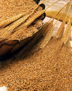 Пшеница твердых и мягких сортов